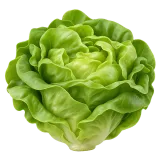 lettuce