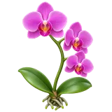 orchid