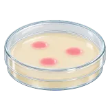 petri dish